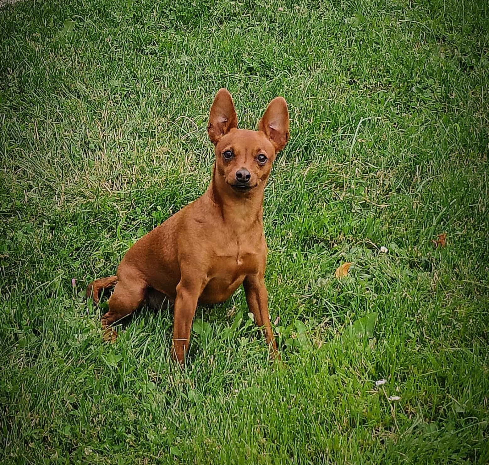 Tino Patamia Le Royaume de roia Saint-André-de-Corcy éducateur canin