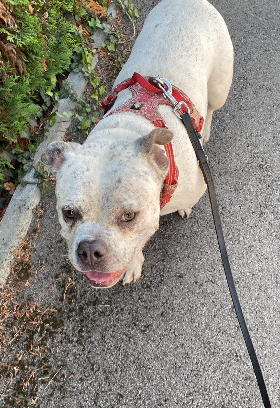Tino Patamia Le Royaume de roia Saint-André-de-Corcy éducateur canin