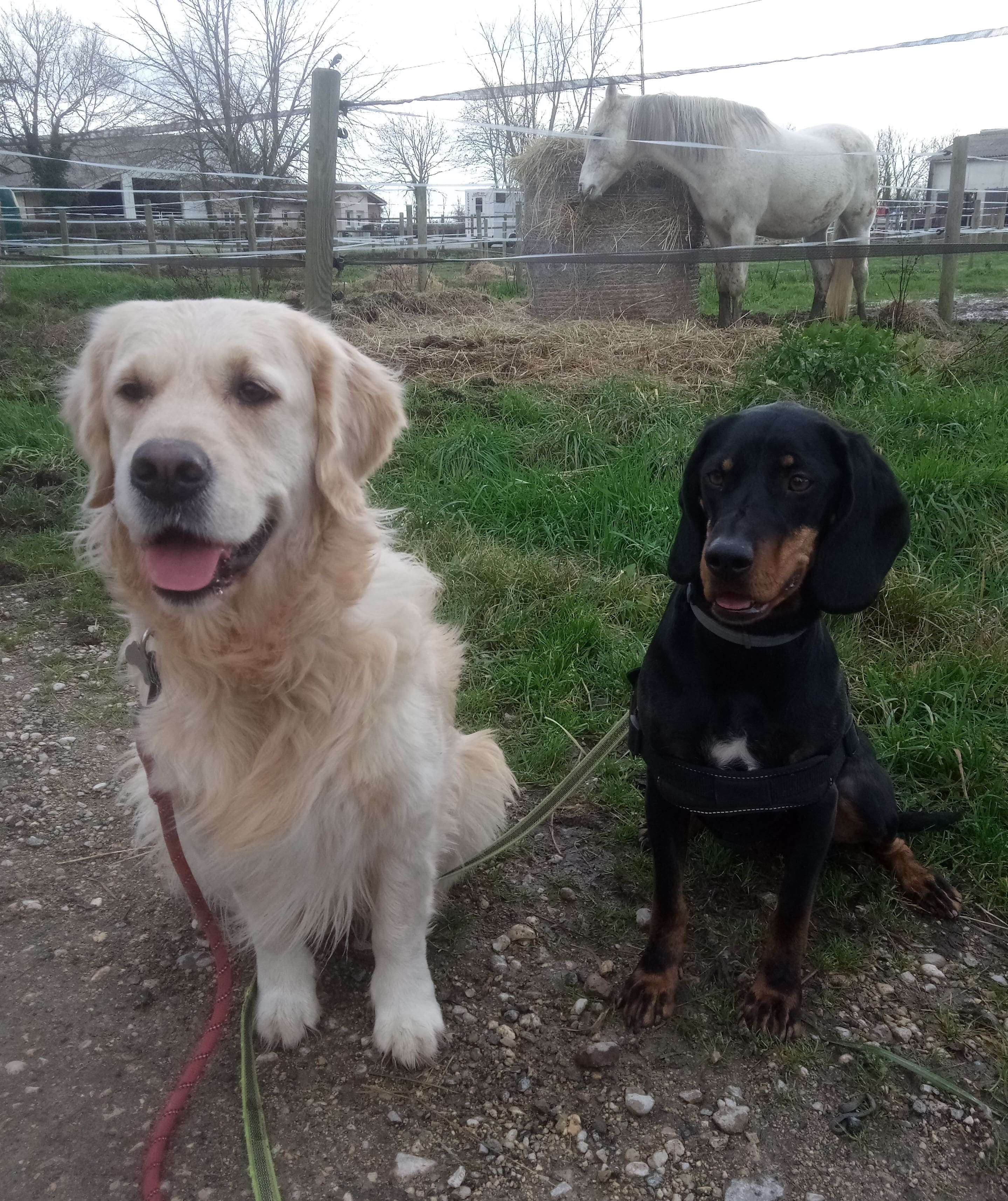 Tino Patamia Le Royaume de roia Saint-André-de-Corcy éducateur canin