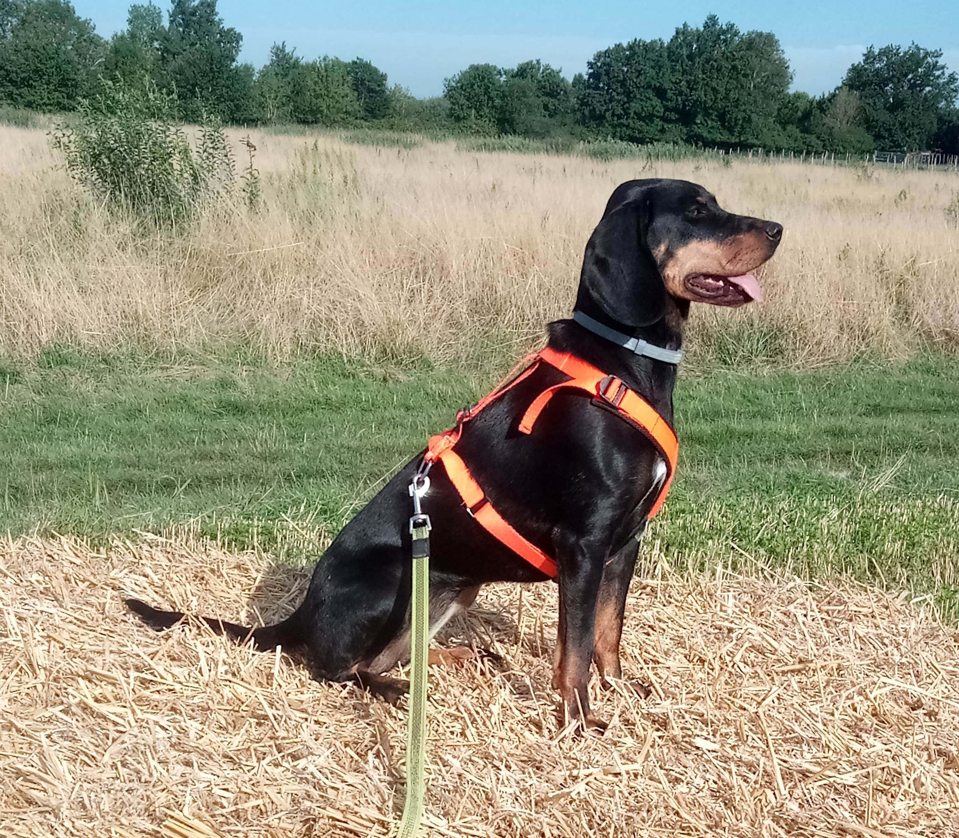 Tino Patamia Le Royaume de roia Saint-André-de-Corcy éducateur canin