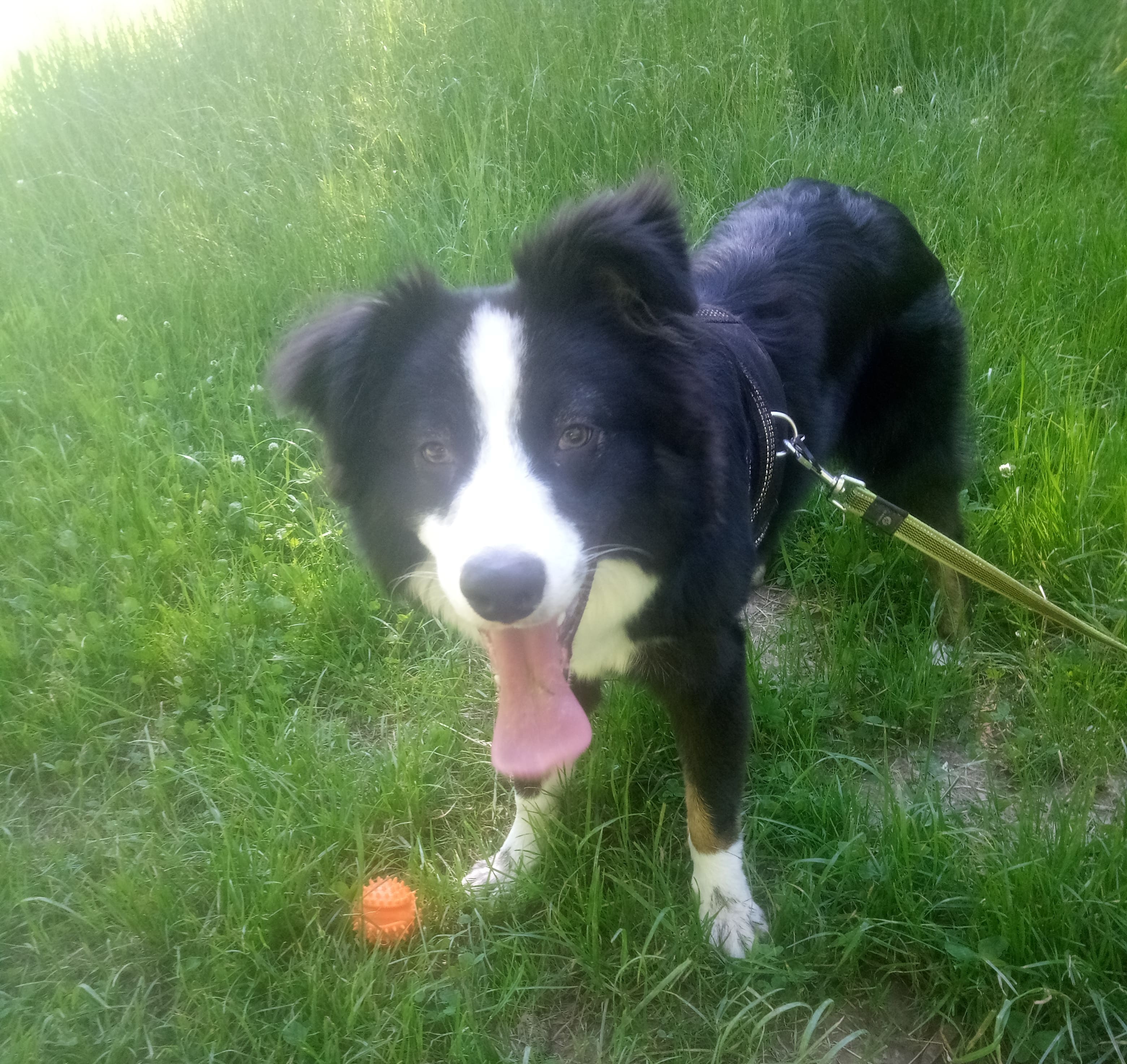 Tino Patamia Le Royaume de roia Saint-André-de-Corcy éducateur canin